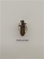 藏品(金毛山天牛)的圖片